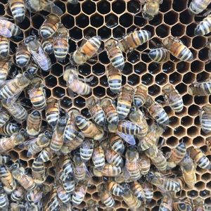 Meet your Posher, Mrs